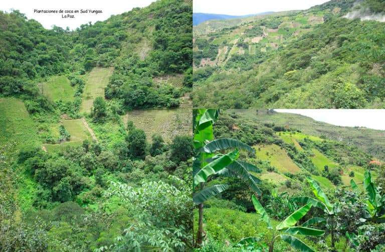 Cultivos de coca en Bolivia